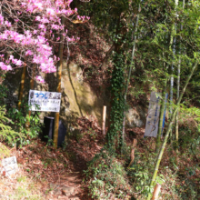 瑞岩寺 岩ツツジの画像