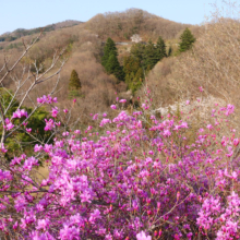 瑞岩寺 岩ツツジの画像