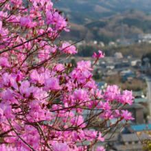 瑞岩寺 岩ツツジの画像