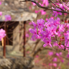 瑞岩寺 岩ツツジの画像