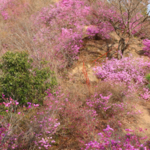 瑞岩寺 岩ツツジの画像