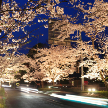 長瀞北桜通りライトアップ