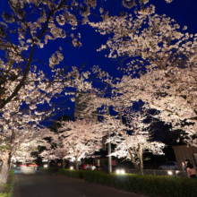 長瀞北桜通りライトアップ