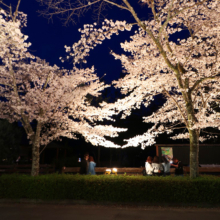 長瀞北桜通りライトアップ