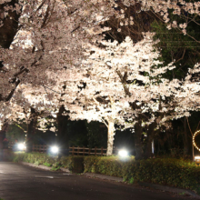 長瀞北桜通りライトアップ