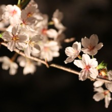 長瀞北桜通りライトアップ