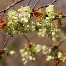 通り抜けの桜の画像