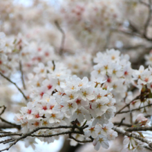 長瀞南桜通りの画像