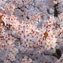 長瀞北桜通りの画像