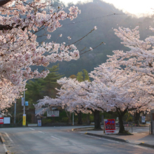 長瀞北桜通りの画像