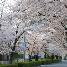 長瀞北桜通りの画像