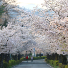 長瀞北桜通りの画像