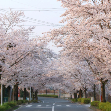 長瀞北桜通りの画像