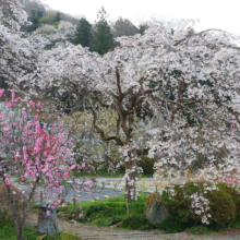 法善寺のしだれ桜の画像