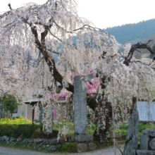 法善寺のしだれ桜の画像