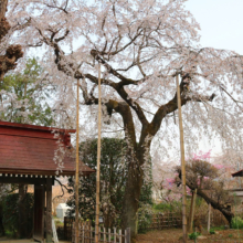 法善寺のしだれ桜の画像