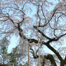 法善寺のしだれ桜の画像