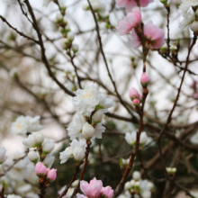 法善寺のしだれ桜の画像