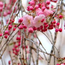 法善寺のしだれ桜の画像