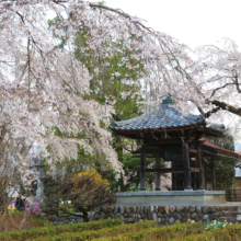 法善寺のしだれ桜の画像