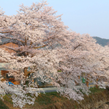 井戸の桜並木の画像