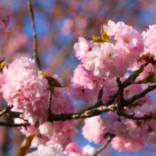 美の山公園桜の画像