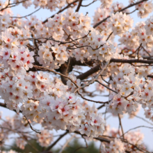 井戸の桜並木の画像