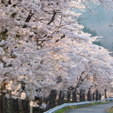 井戸の桜並木の画像