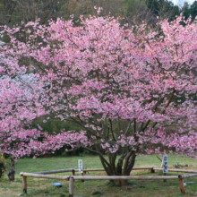 岩田桜の画像