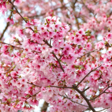 岩田桜の画像