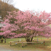 岩田桜の画像