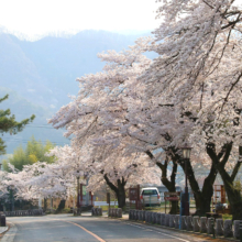 宝登山参道桜並木の画像