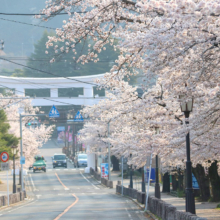 宝登山参道桜並木の画像