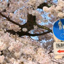 宝登山参道桜並木の画像