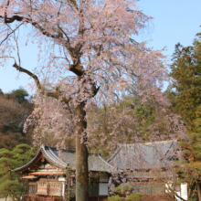 宝登山神社しだれ桜の画像