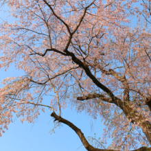 宝登山神社しだれ桜の画像