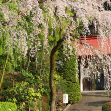 宝登山神社しだれ桜の画像