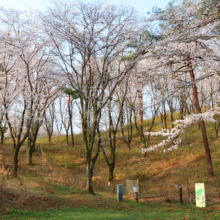 野土山桜の画像