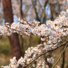 野土山桜の画像