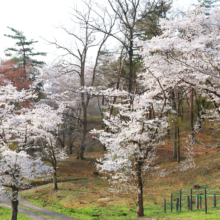 野土山桜の画像