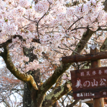 美の山桜の画像