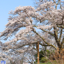 美の山桜の画像