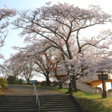 美の山桜の画像