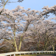 美の山桜の画像