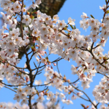 美の山桜の画像