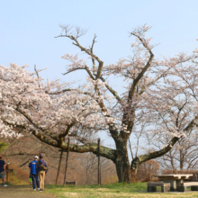 美の山桜の画像