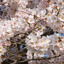 美の山桜の画像