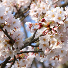 美の山桜の画像