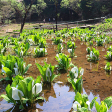 水芭蕉園の画像