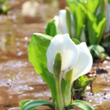 水芭蕉園の画像